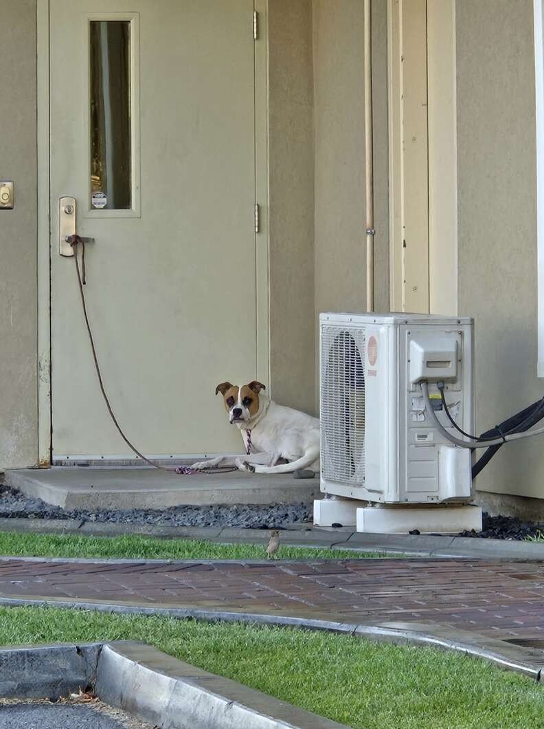 Tinkerbell Waited Six Long Hours by the Shelter Door—Then Love Finally Came Back - photo 1