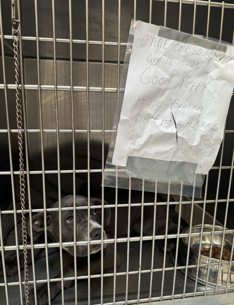 Abandoned Without Even a Name, Minerva Waited Outside the Shelter With Tears in Her Eyes - photo 1