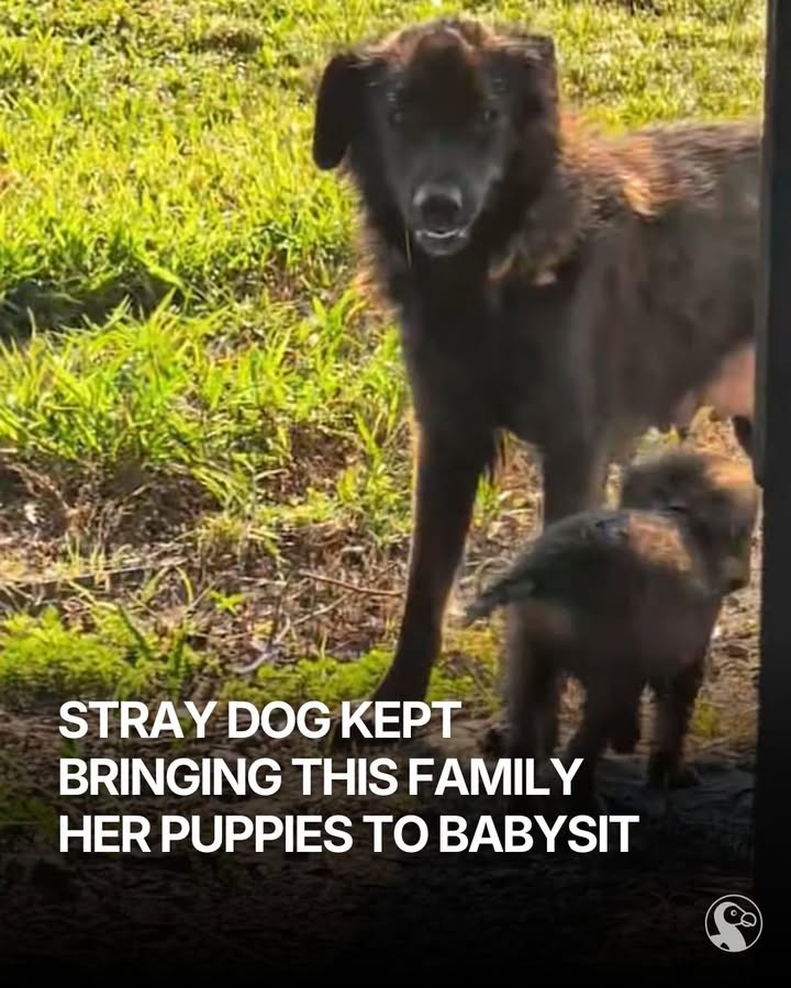 A Frightened Mama Hid Her Babies From the Storm—Then Love Changed Everything - photo 1