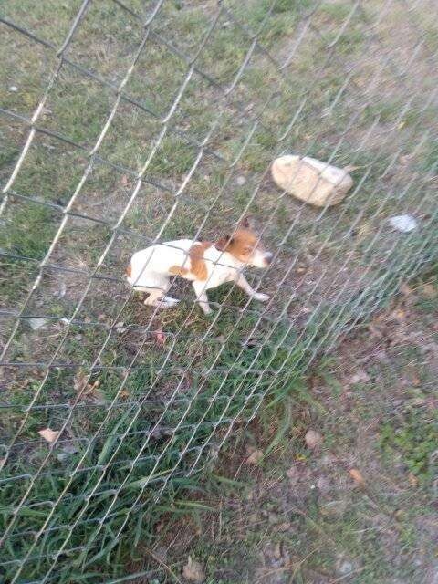 Blind and Abandoned, Three Waited by a Fence Until Someone Came to Save Her - photo 1