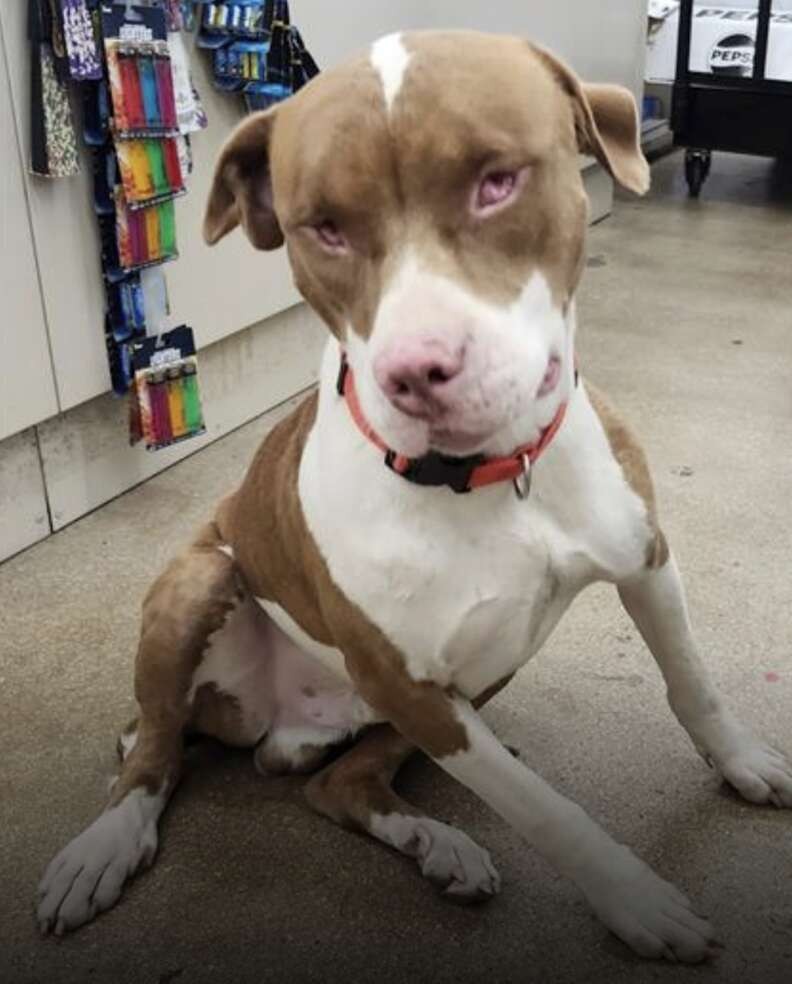 Blind Dog Walks Into a Dollar Store Alone — And Finds the Way Home - photo 1