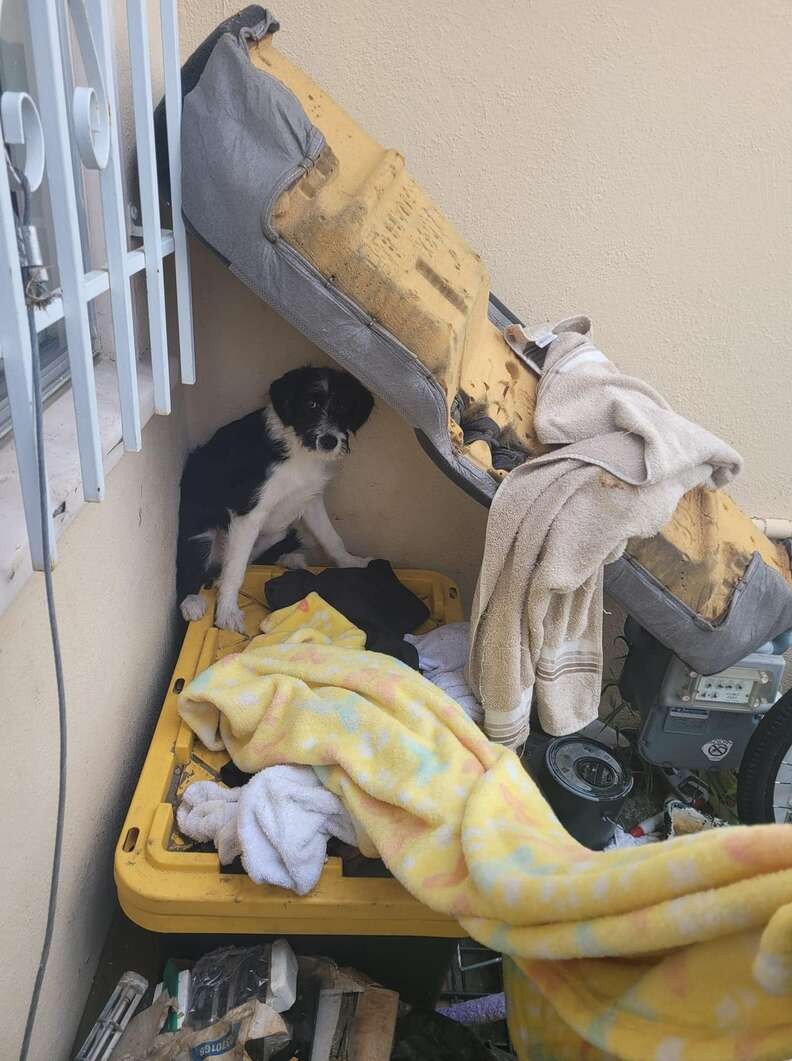 The Frightened Puppy Who Chose an 8-Year-Old Girl to Trust - photo 1