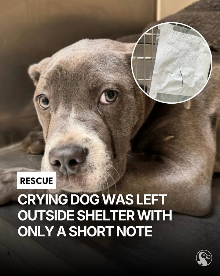 After 1,739 Days of Waiting, Mr. Jones Finally Left the Shelter for Good - photo 1