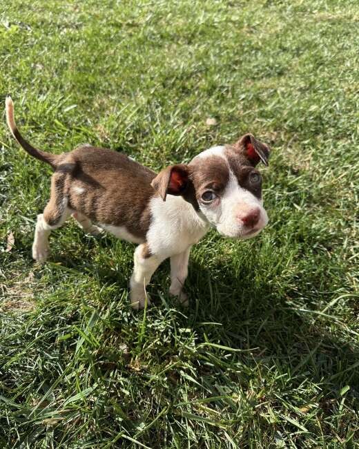 A Tiny Puppy Ate Trash to Survive, Until Love Gave Him a Home - photo 1