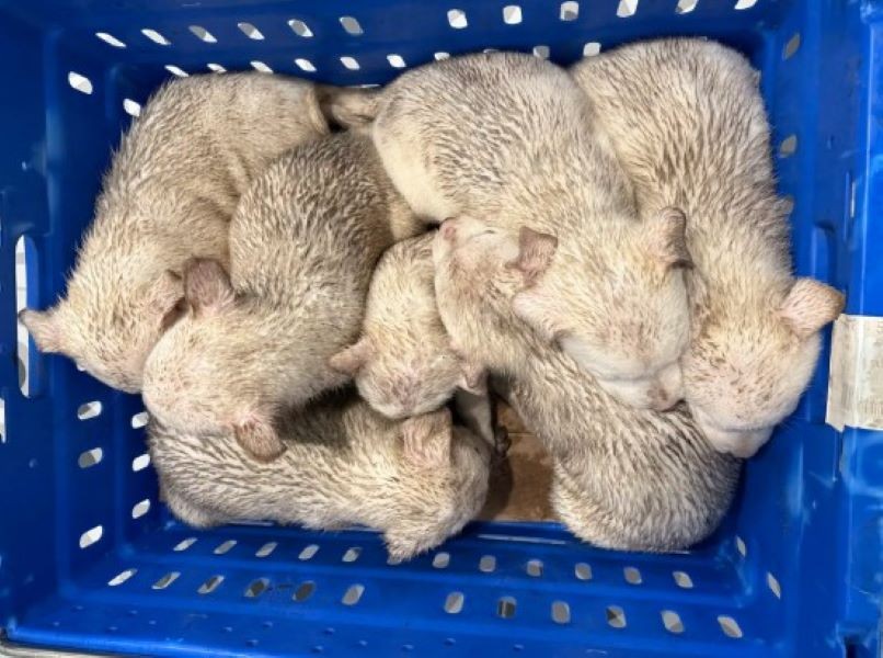Seven Silent Puppies Were Left in the Cold—Then One Woman Looked Inside Their Crate - photo 1