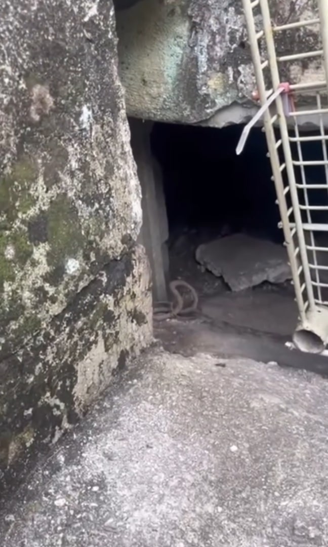 A Frightened Young Mama Led Her Rescuer to Nine Tiny Lives Hidden in the Dark - photo 1