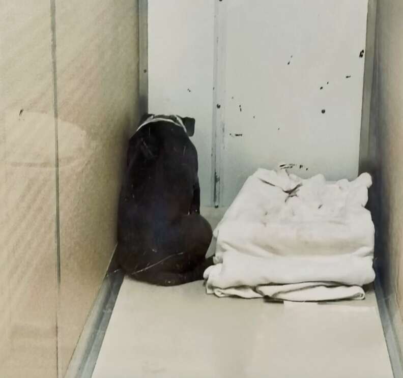 Homer Faced The Wall After Losing His Home, Then Love Found Him Again - photo 1