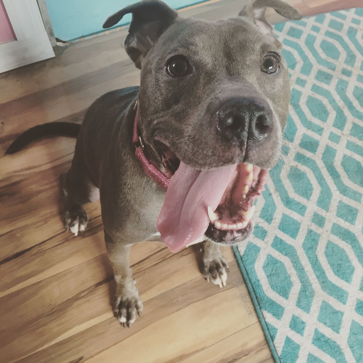 After 11 Years of Watching Other Dogs Go Home, Lucia Finally Heard the Words Meant for Her - photo 1