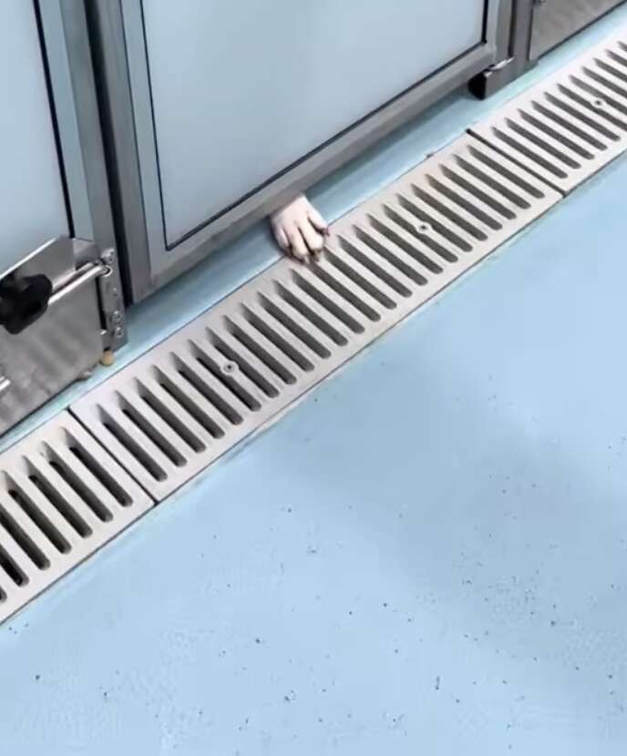 Ellie Reaches One Small Paw Beneath Her Kennel Door, Hoping Love Will Reach Back - photo 1