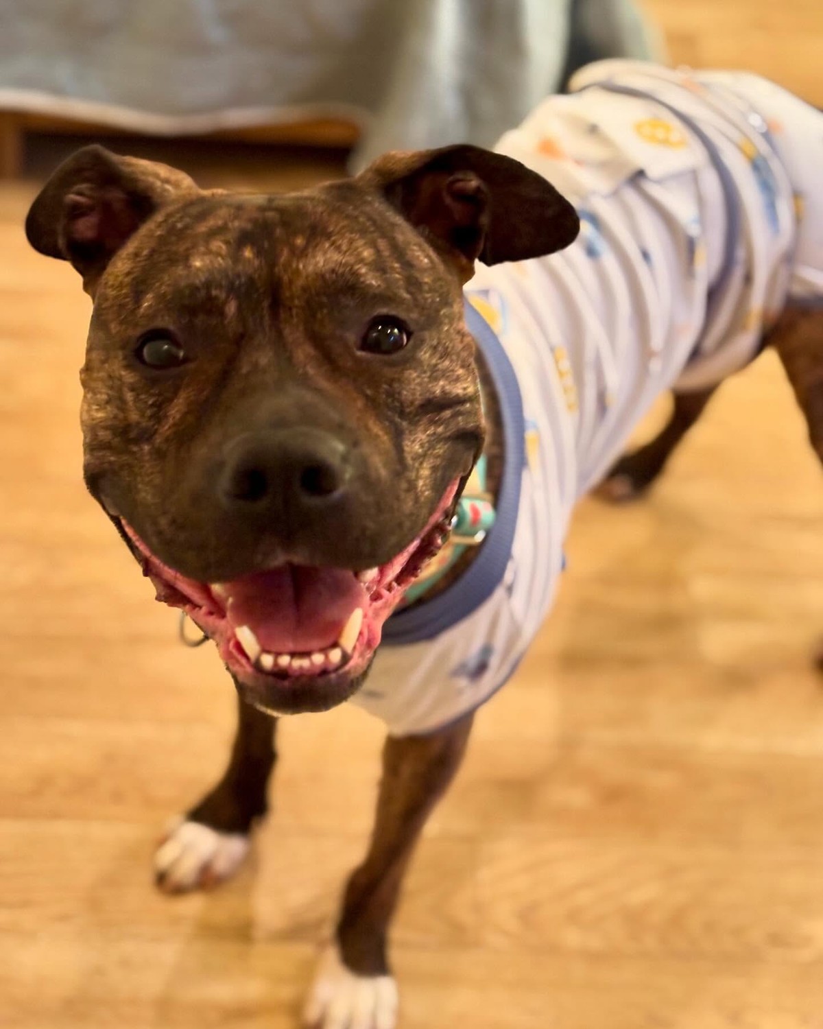 The Note on Andre’s Collar Revealed the Heartbreak Behind His Goodbye