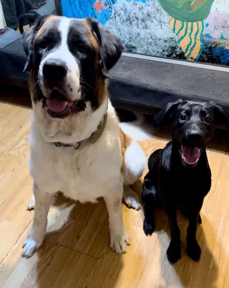The “Little Lab” Kept Growing — Then His DNA Revealed A Rare Surprise - photo 2