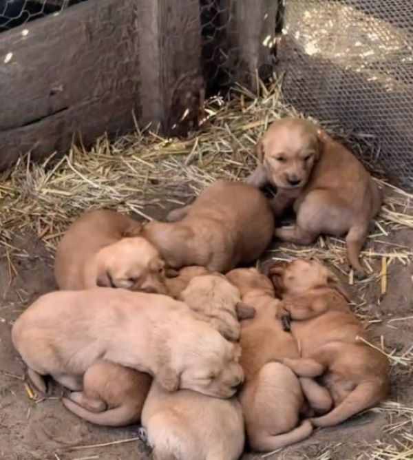 Tabatha Waited Two Weeks for Help, Then Led Her Rescuer to Eight Tiny Lives - photo 2