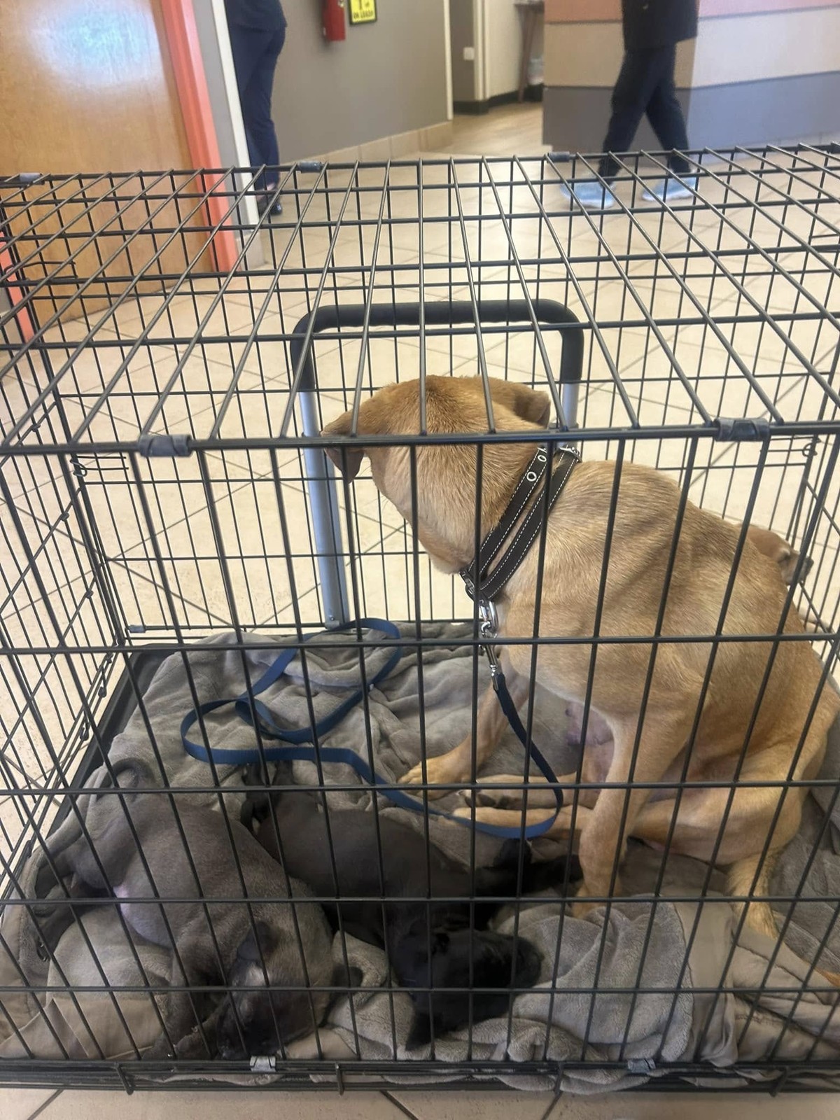 Abandoned In A Plastic Bin, Ginger Used Her Last Strength To Warm Her Puppies - photo 2