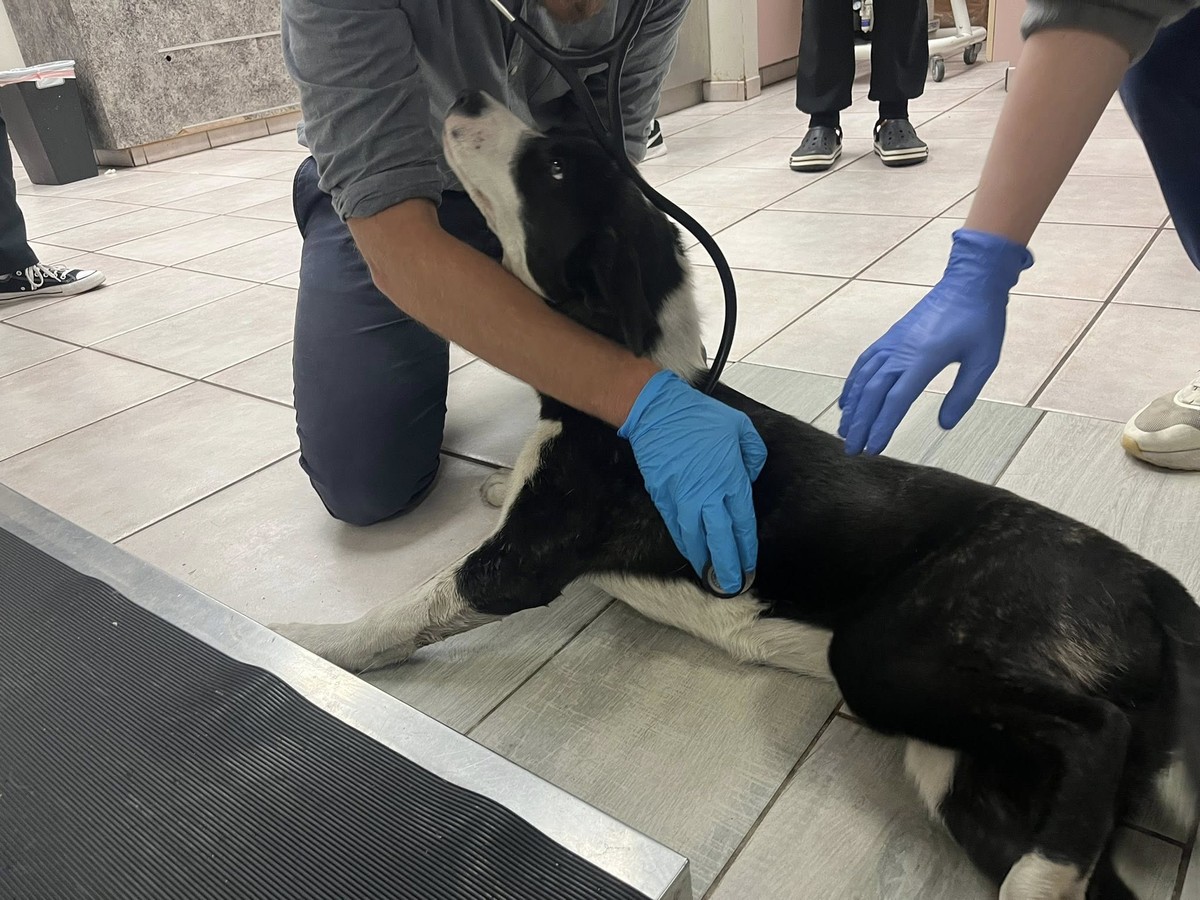The Puppy Crying in the Bushes Was Too Hurt to Stand—Then Gentle Hands Reached In - photo 2