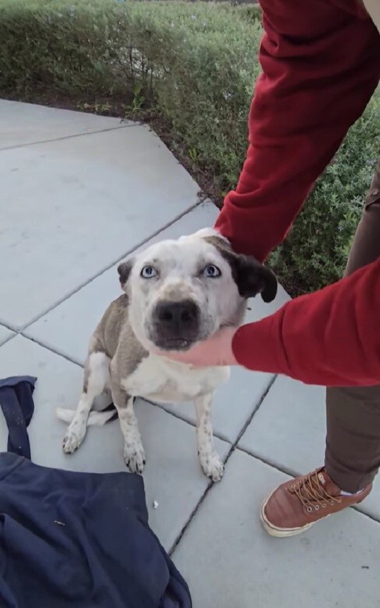 Frightened Dog With A Sweatshirt Around Her Neck Finds The Gentle Hands She Needed - photo 2