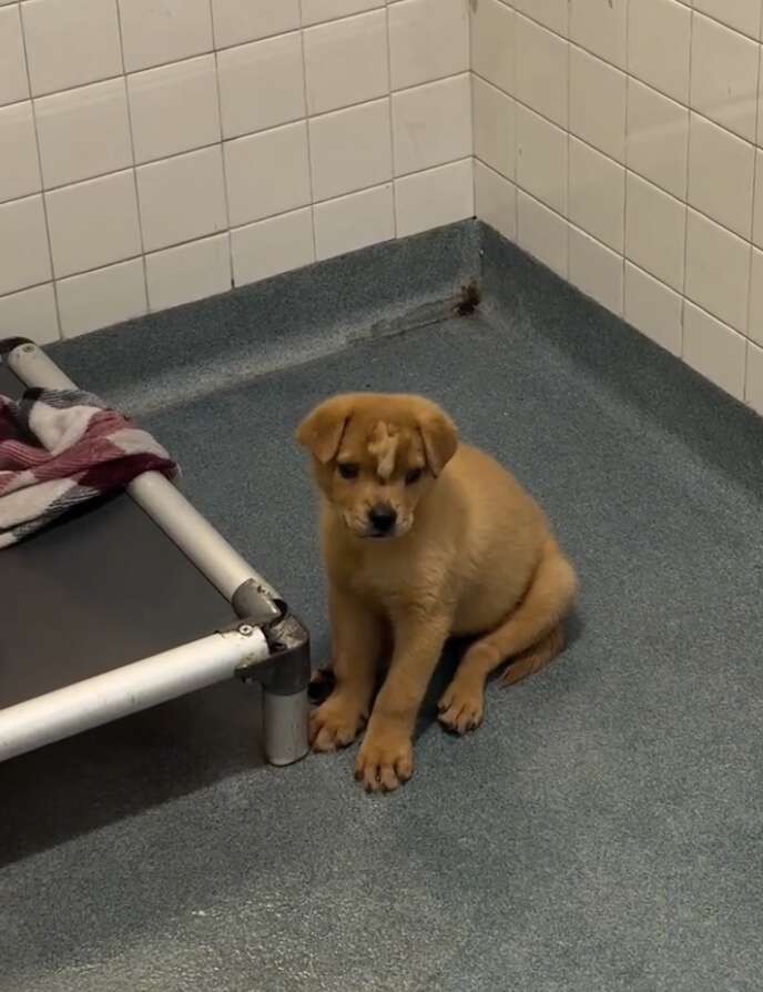 The Little Puppy With a Golden Mohawk Who Refused to Give Up - photo 2