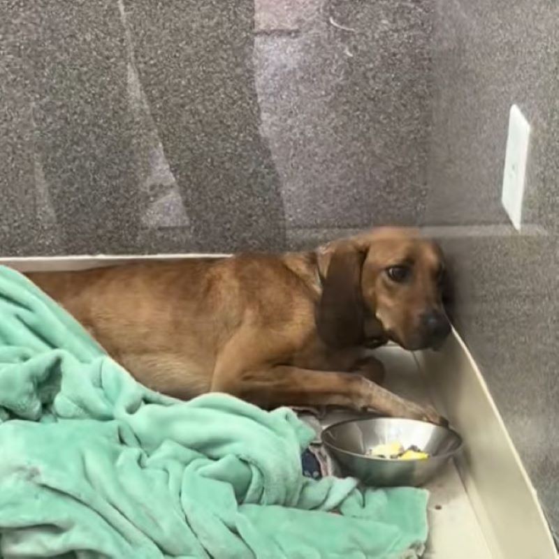CASSIE Stared at the Wall Until Patient Hearts Helped Her Look Back - photo 2