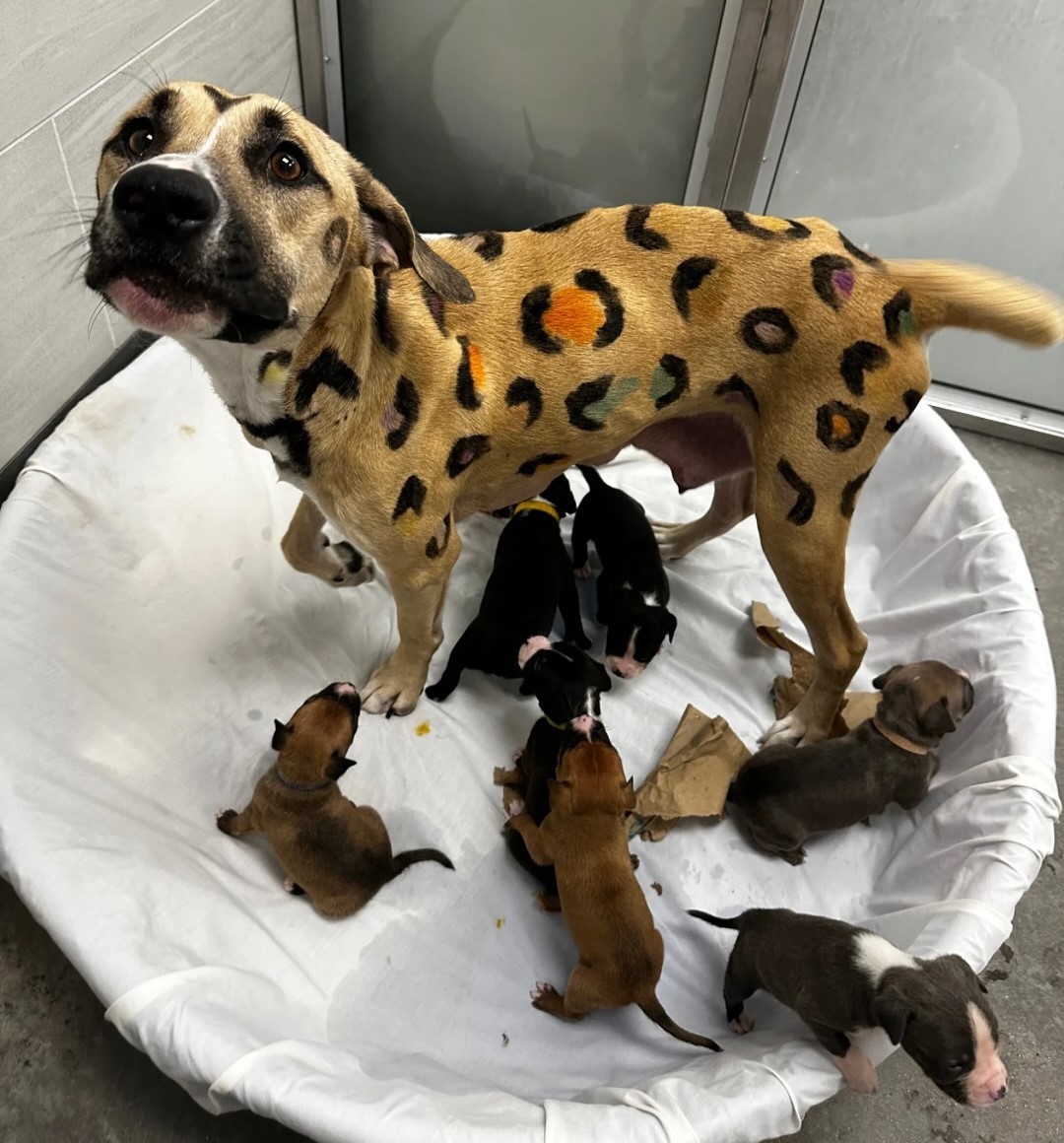 A Mother Dog’s Spotted Coat Caught Their Eyes, but Her Puppies Made Them Hurry - photo 2
