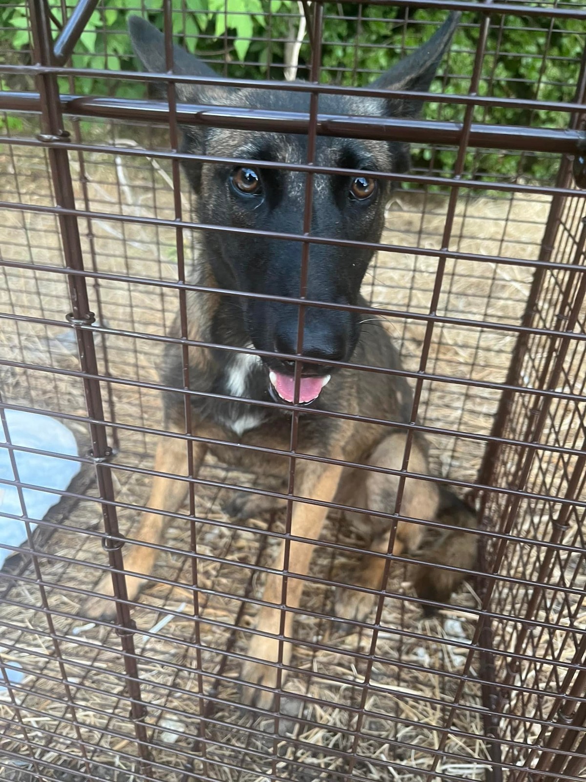 For Three Days, She Mistook a Frightened Puppy for a Coyote on the Hill - photo 2