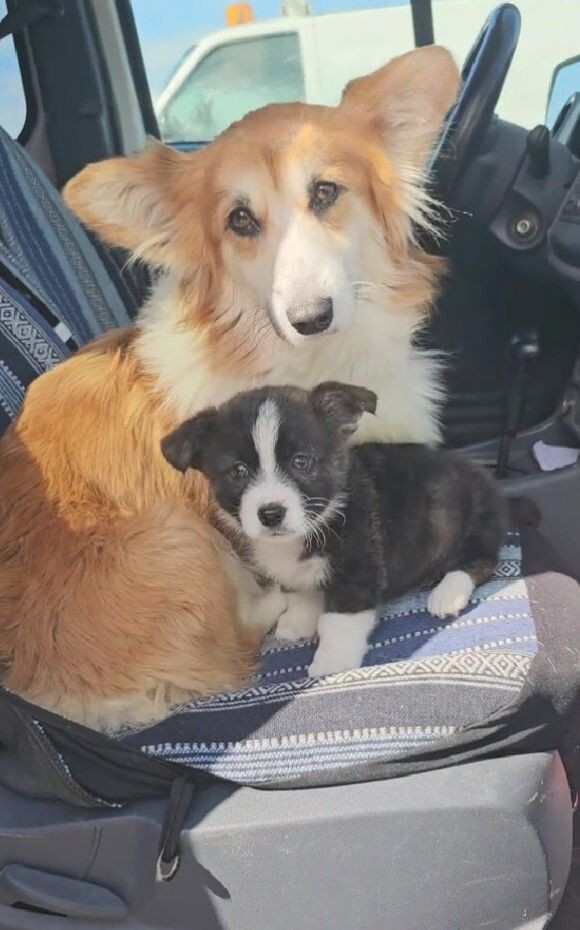 The Puppy Left Behind Woke Up to the Sweetest Surprise - photo 2