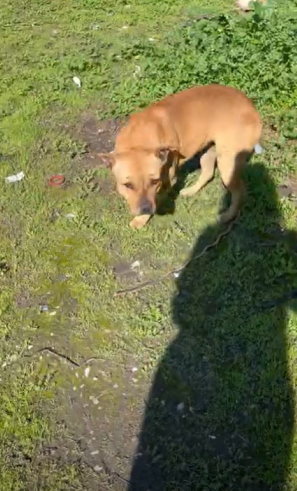Tiny Bean Waited on One Patch of Grass for the Family Who Never Returned - photo 2