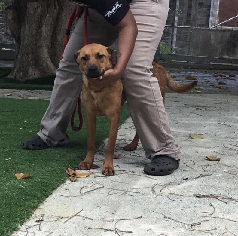Two Terrified Sisters Were Left in Chains, but Love Taught Them How to Be Dogs - photo 2