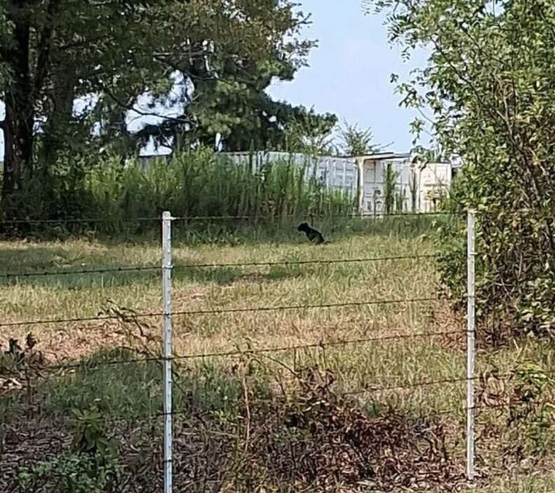 The Mama Dog In The Ditch Was Exhausted, But She Never Stopped Protecting Her Babies - photo 2
