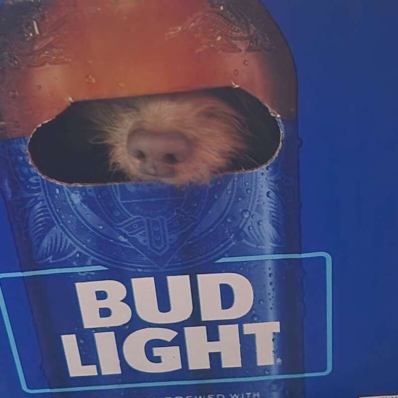 Tiny Barks From a Dark Road Led an Officer to Suzie in a Beer Box - photo 2