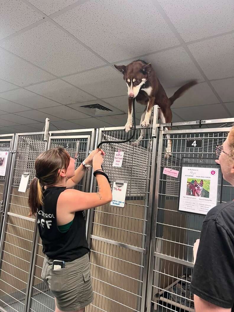 Maya Escaped Her Kennel, but Her Joyful Heart Was the Real Surprise - photo 2