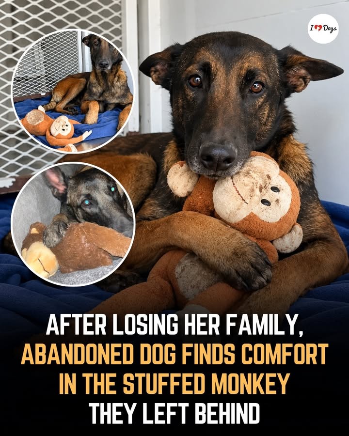 The Nine-Pound Dog Who Would Not Quit - photo 2