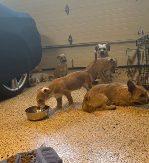 Woman Finds Seven Neglected Dogs Trapped In A Tiny Cage And Knows She Cannot Leave Them - photo 2