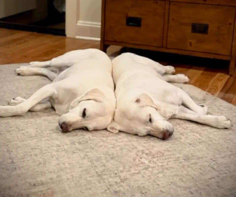 She Said Yes to One Sad Lab, and Her Sister Found the Way Home - photo 2