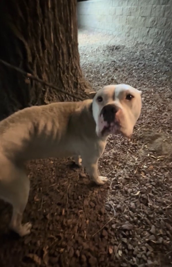Dojo Was Too Tired To Stand, Until Love Found Him Under A Sign - photo 2