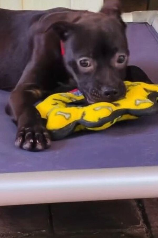The Puppy Who Shook at Kind Hands Until Patience Stayed - photo 2