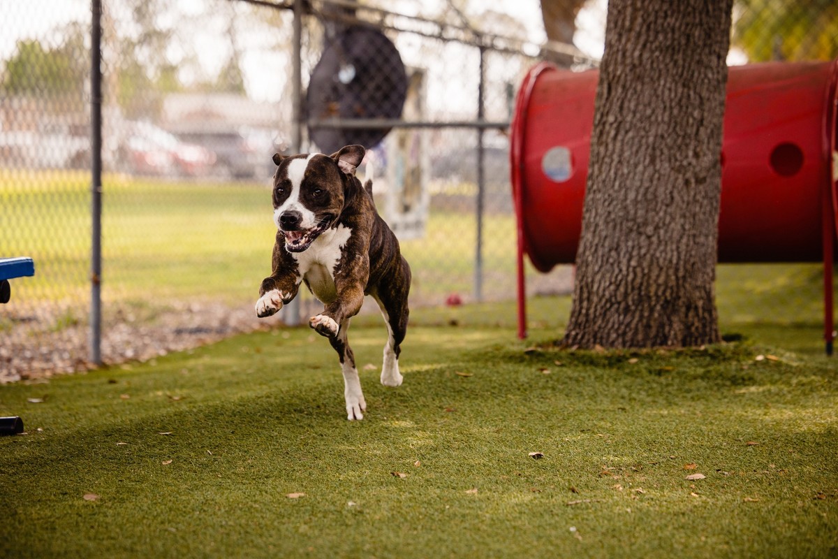 The Big Shelter Dog Who Never Stopped Asking to Be Seen - photo 2