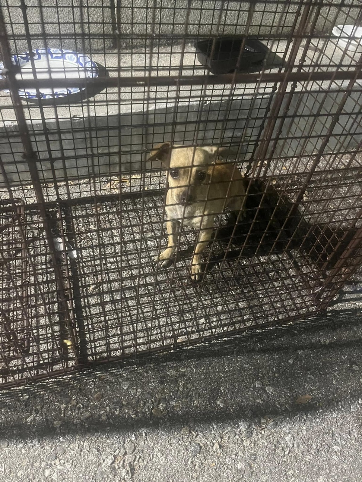 The Little Dog Who Hid Between Cars Until Love Refused to Leave - photo 2