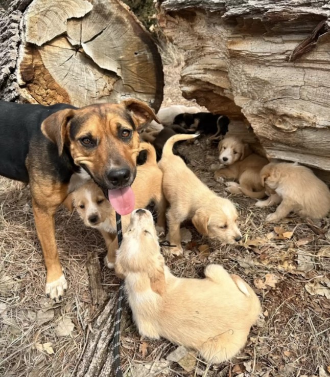 She Did Not Come for Herself. She Came for Sixteen Hidden Puppies. - photo 2