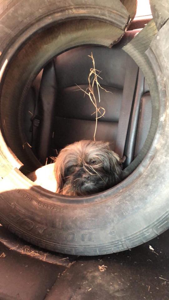 Three Little Dogs Hid in a Tire Until Kindness Stopped - photo 2