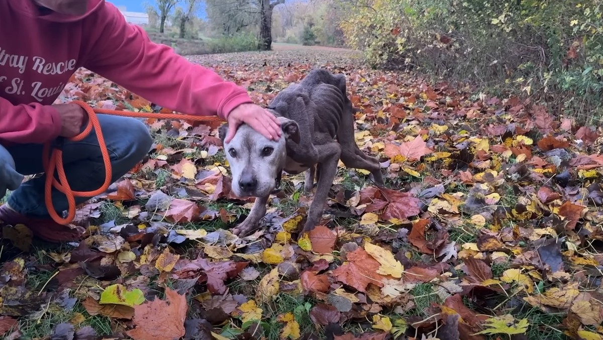 He Could Not Walk Out of the Woods, So Love Carried Him - photo 2