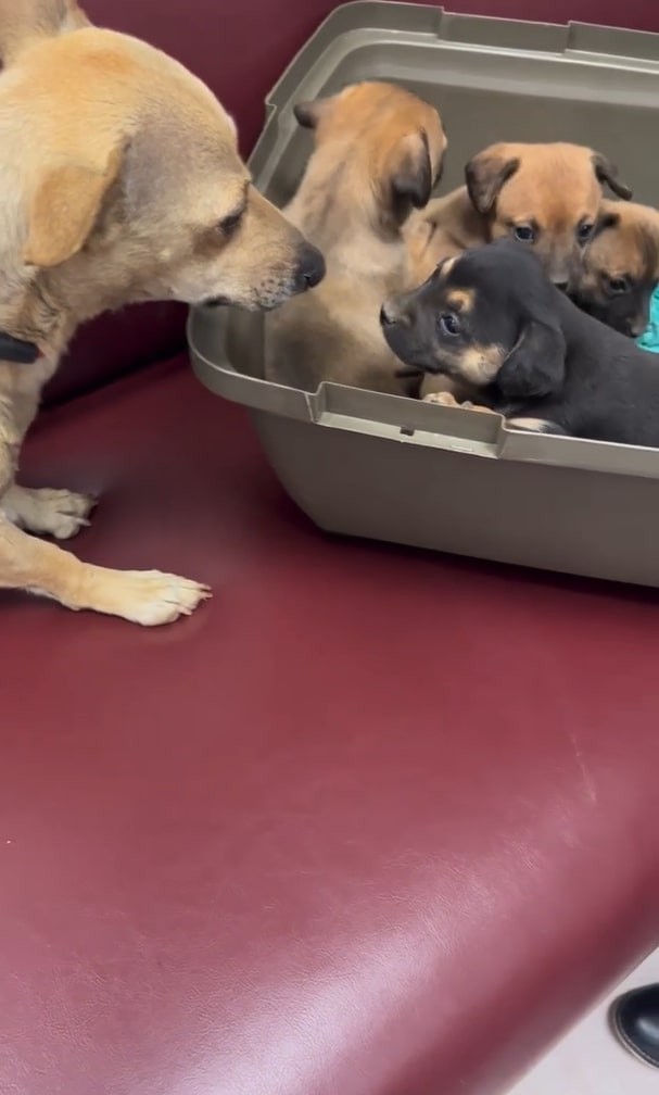 She Would Not Leave Her Babies, Even When The Wind Grew Cruel - photo 2