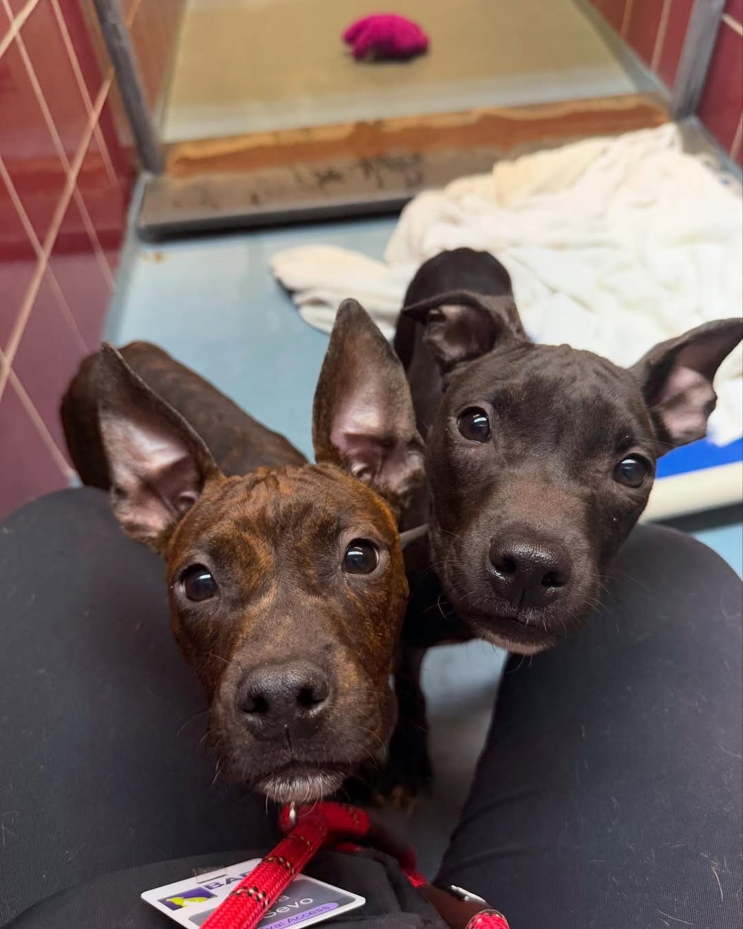 Two Puppy Brothers Reached Through the Bars Before Hope Ran Out - photo 2