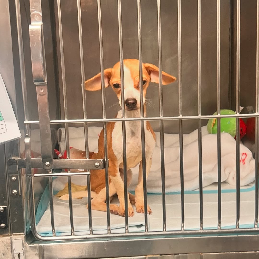Tiny Puppy Dragged Herself Down a Bronx Hallway, Hoping Someone Would See Her - photo 2