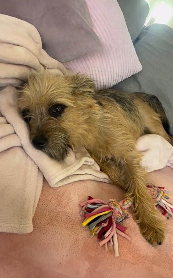 A Tiny Dog Waited at Her Gate, Hoping One Kind Heart Would Hear Her - photo 2