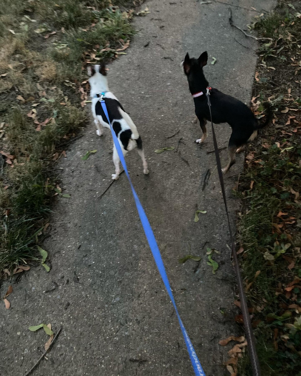 Two Tiny Chihuahuas Clung Together Beside a Note Filled With Love - photo 2
