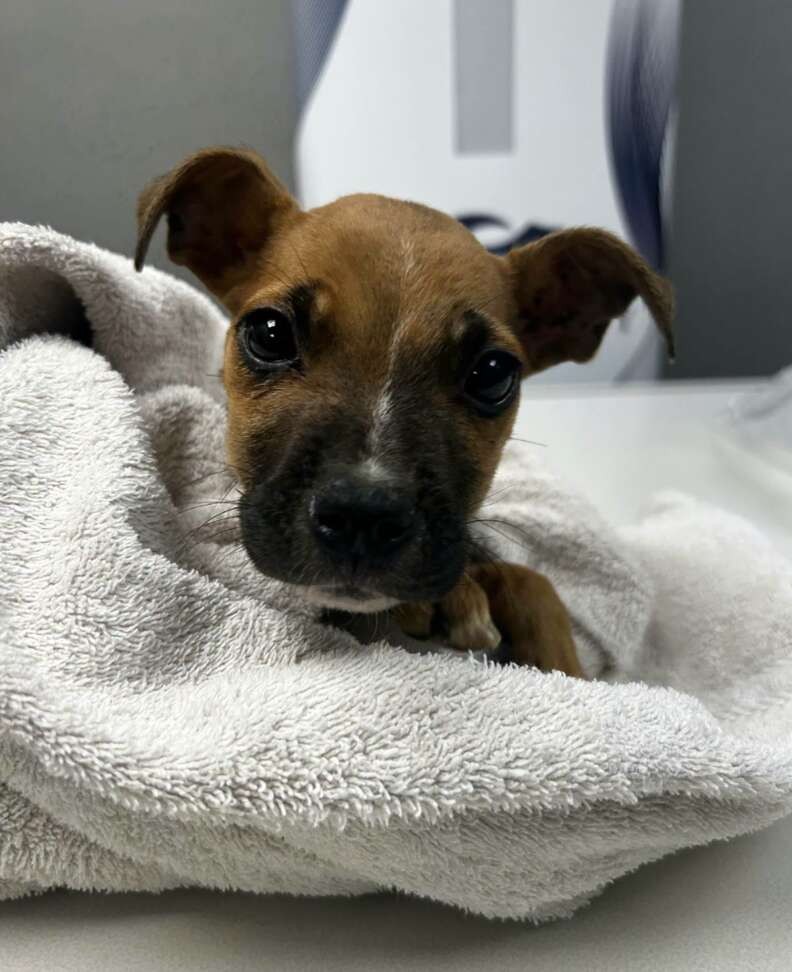 Strange Sounds From a Dumpster Led One Woman to a Tiny Puppy Fighting to Live - photo 2