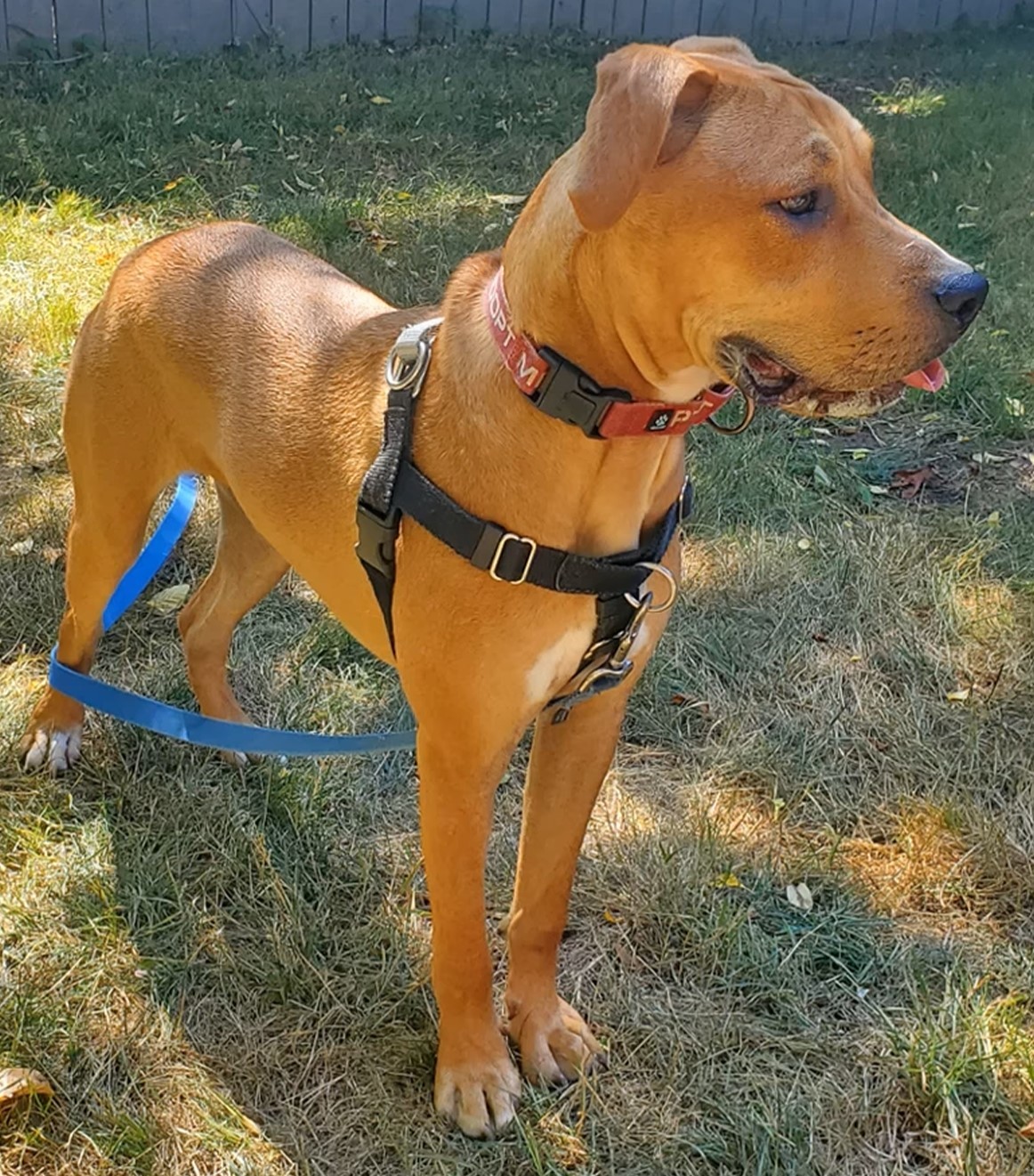 Six Dogs Waited in a Forgotten Yard Until One Woman Refused to Look Away - photo 2