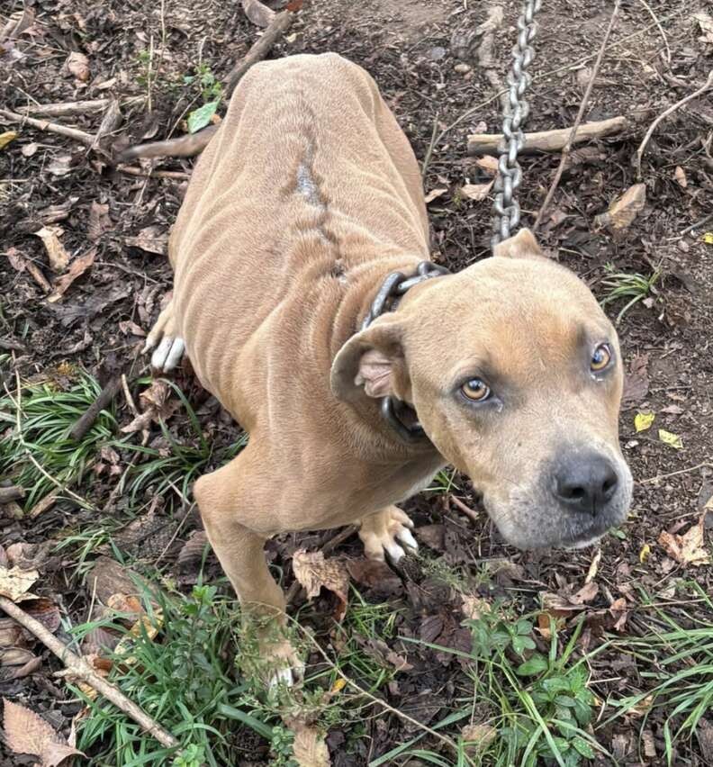 Pregnant Hope Was Chained to a Tree, but Her Rescue Came Just in Time - photo 2