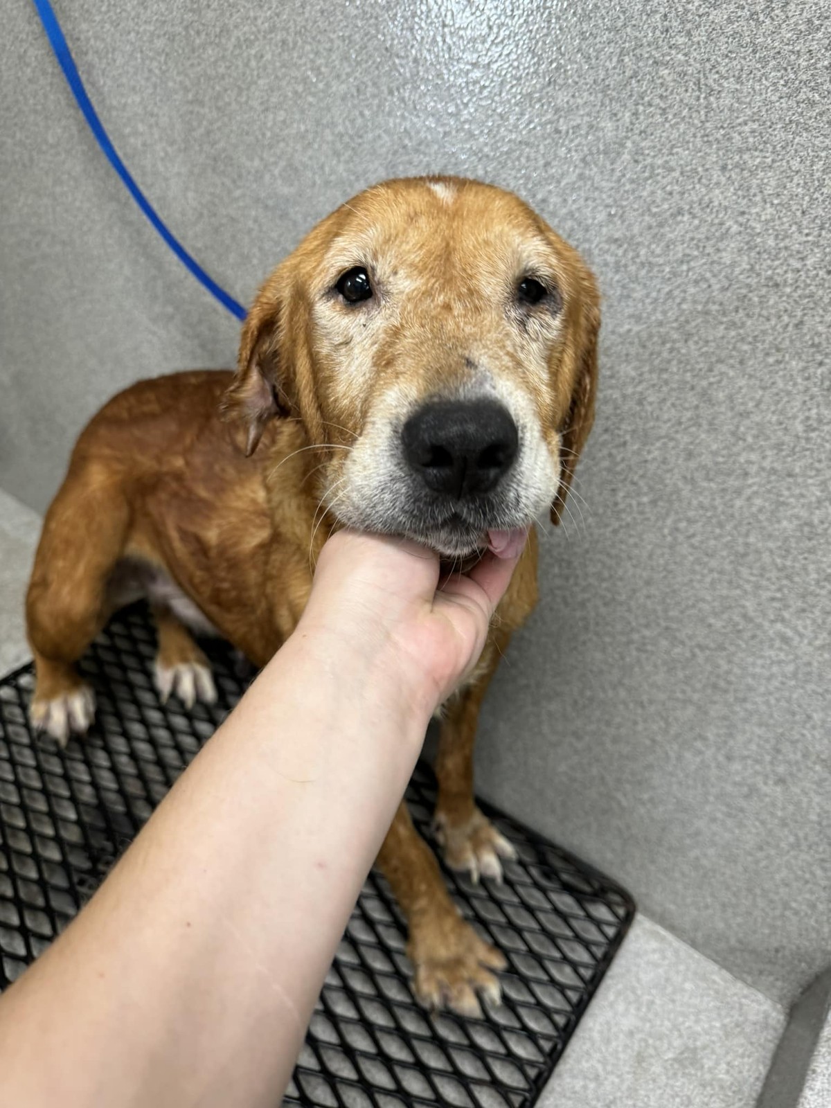At 12 Years Old, Lenore Finally Learned That Gentle Hands Could Be Safe - photo 2