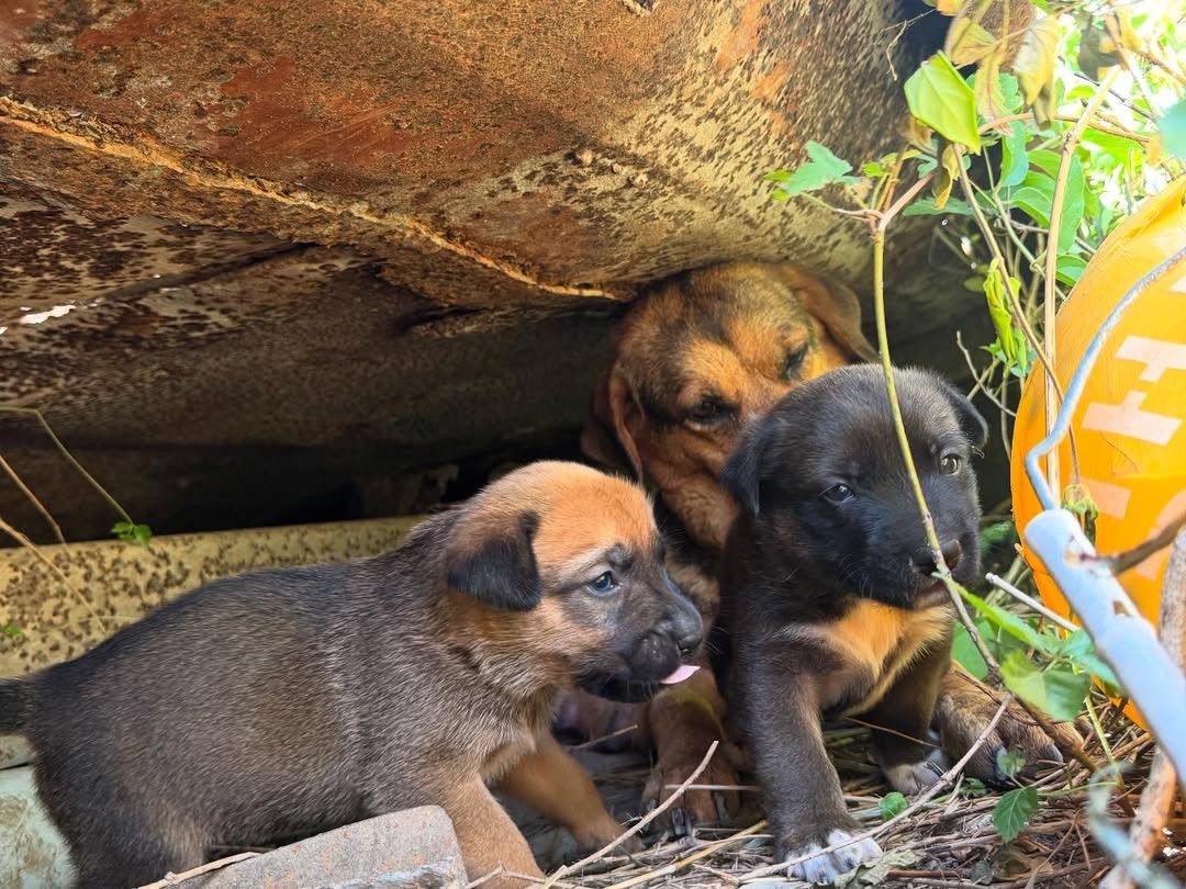Frightened Mama Dog Hid Her Babies Beneath a Dumpster Until Love Found Them - photo 2