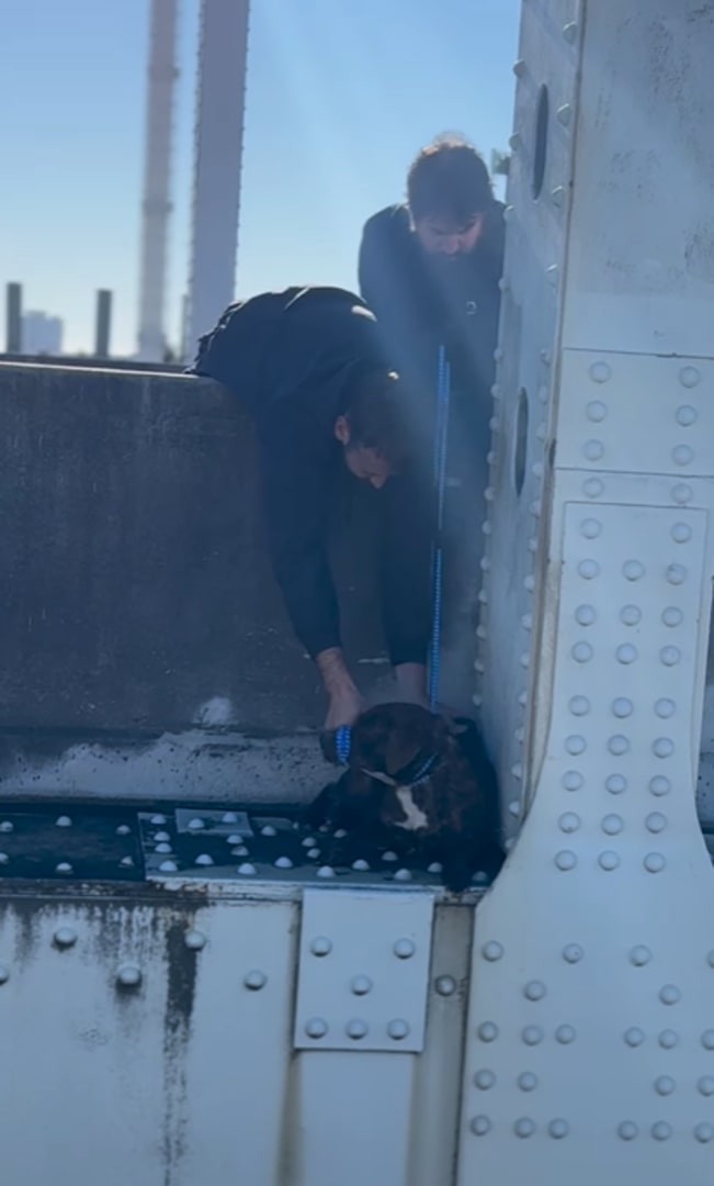 Myrtle Clung To A Bridge Ledge For 12 Hours, Waiting For Gentle Hands To Bring Her Home - photo 2